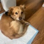 Dexter Needs A Home in Fremont, California