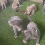 Xl American bullies in Fontana, California