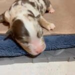 ASDR Australian Shepherd Puppies in Moore, Oklahoma