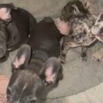 French Bulldogs - 2 Months in Miami, Florida