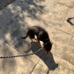 Rehome Half Pitbull half Chihuahua in Frisco, Texas