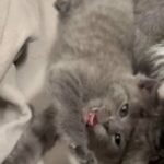 Manx Kittens in Central Islip, New York