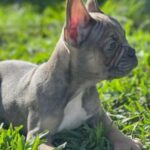 French Bulldog in Miramar, Florida