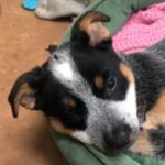 **SOLD** Australian Cattle Dog Red Heeler Puppy?? in Richmond, Virginia