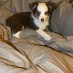 Australian Shepherd Puppy in Tyler, Texas