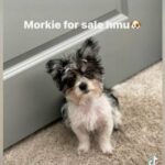 Morkie in Orlando, Florida