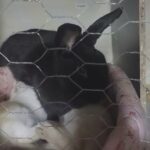 bunnies in Tracy, California