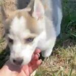 Siberian Husky in Homestead, Florida