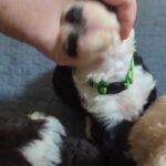 Sheepadoodles in Cincinnati, Ohio