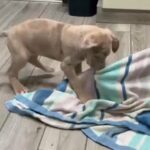 2 Great Dane females in Warrensburg, Missouri