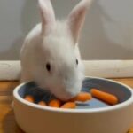 Baby Rabbit For Sale (Boy) in Queens, New York
