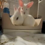 Baby Rabbit For Sale Potty Trained!! (Male & Female) in New York City, New York