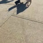 7 Month Old French Bulldogs in Cleveland, Ohio