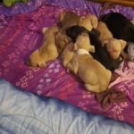 Pitbull Puppies in Lynchburg, Virginia