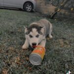 Baby Husky in San Gabriel, California