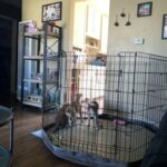 Pitsky Puppies in Los Angeles, California