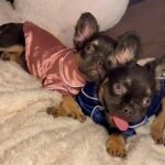 Fluffy French Bulldogs For Sale in Chicago, Illinois
