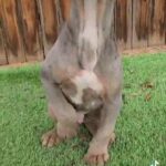 American bully puppy in Victorville, California