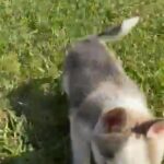 Siberian Husky in Homestead, Florida