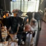 Pups For Sale in La Puente, California