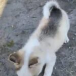 Siberian Husky in Homestead, Florida