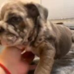 Female Chocolate Merle English Bulldog in Victorville, California