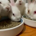Baby Rabbit Looking For Home (Male&Female) in Queens, New York