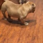 Micro Bully in Orlando, Florida