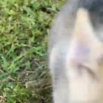 Siberian Husky/Boy in Homestead, Florida