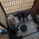 pocket bullies in Fort Myers, Florida