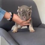 Biggie French Bulldog Puppy in Fort Lauderdale, Florida