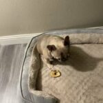 French Bulldog (Lilac Fawn w/tan) in Denton, Texas