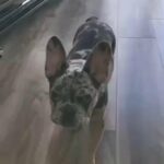 5 Month French Puppies in Hesperia, California