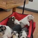 Akc English Bulldogs in Anaheim, California