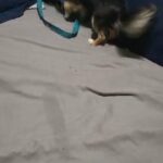 1yr longhair girl chihuahua $800 papers bklyn n.y in New York City, New York