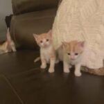 Beautiful Cats in Kendall, Florida