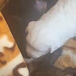 5 week puppies in San Bernardino, California