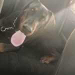 European Doberman In Need Of New Home ASAP in Murrieta, California