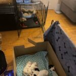 Only 2 Left—Male Havanese Puppies! in Wawarsing, New York