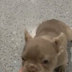 Isabella female. 5 month in Modesto, California