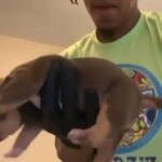 Pick Of The Litter LILAC BOY in Miami Gardens, Florida