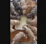 2 litters PIT PUPS in San Jacinto, California