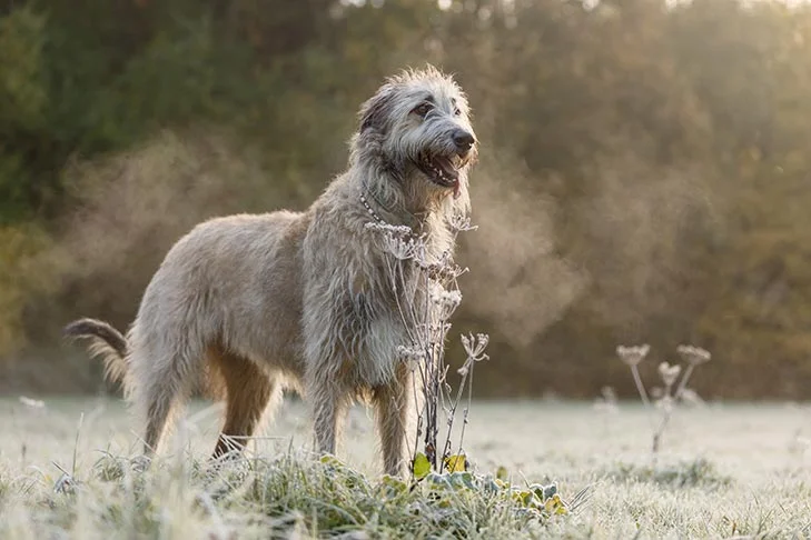 The Irish Wolfhound as a big dog breed