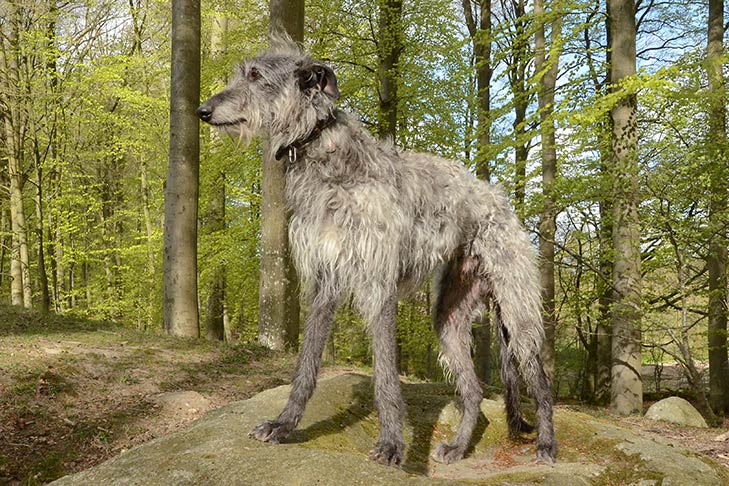 Scottish Deerhound as a big dog breed