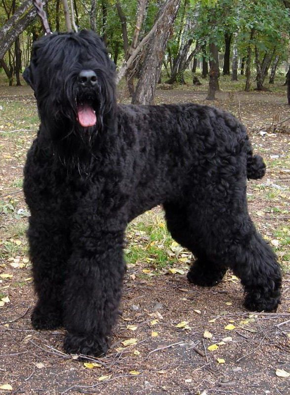 Black Russian Terrier as a big dog breed