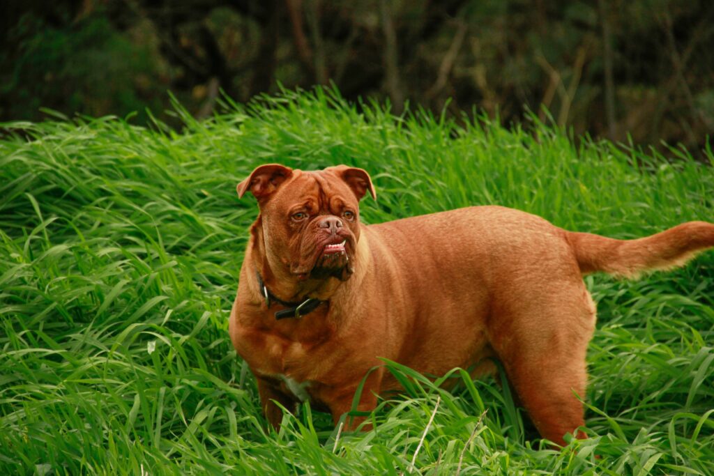 Dogue de Bordeaux as a big dog breed