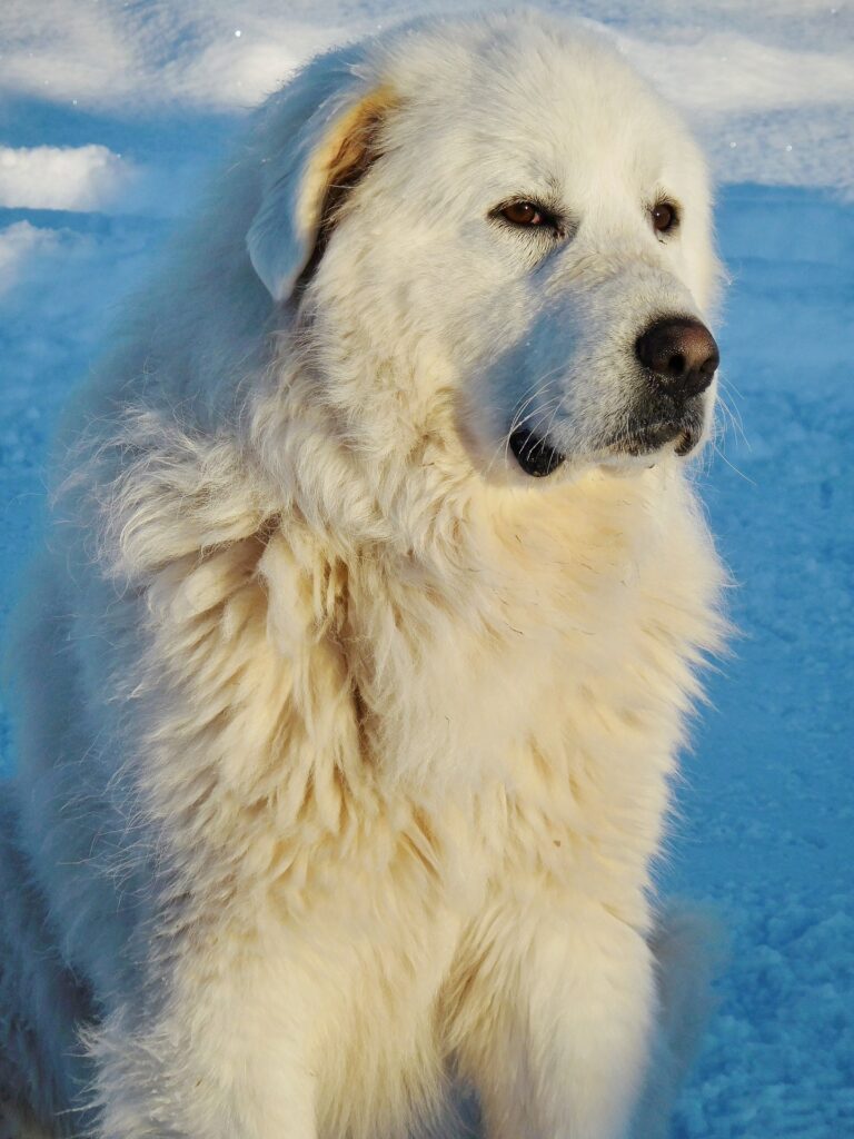 Great Pyrenees as a big dog breed