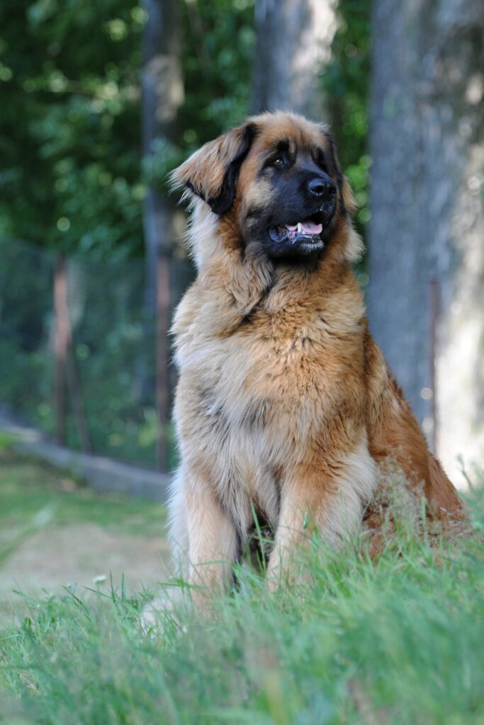 Leonberger as a big dog breed