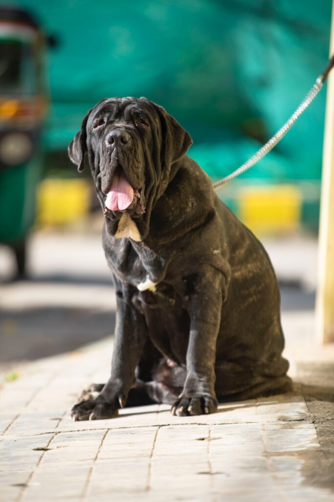The Neapolitan Mastiff as a big dog breed
