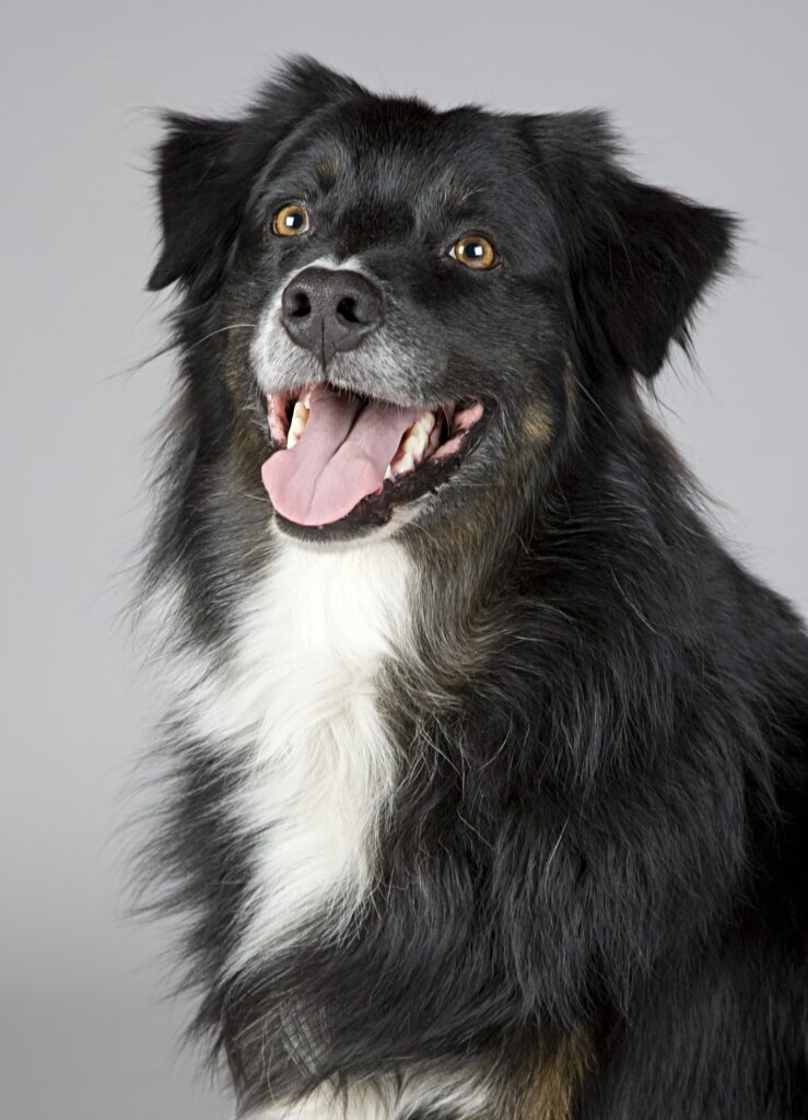 Newfoundland as a big dog breed